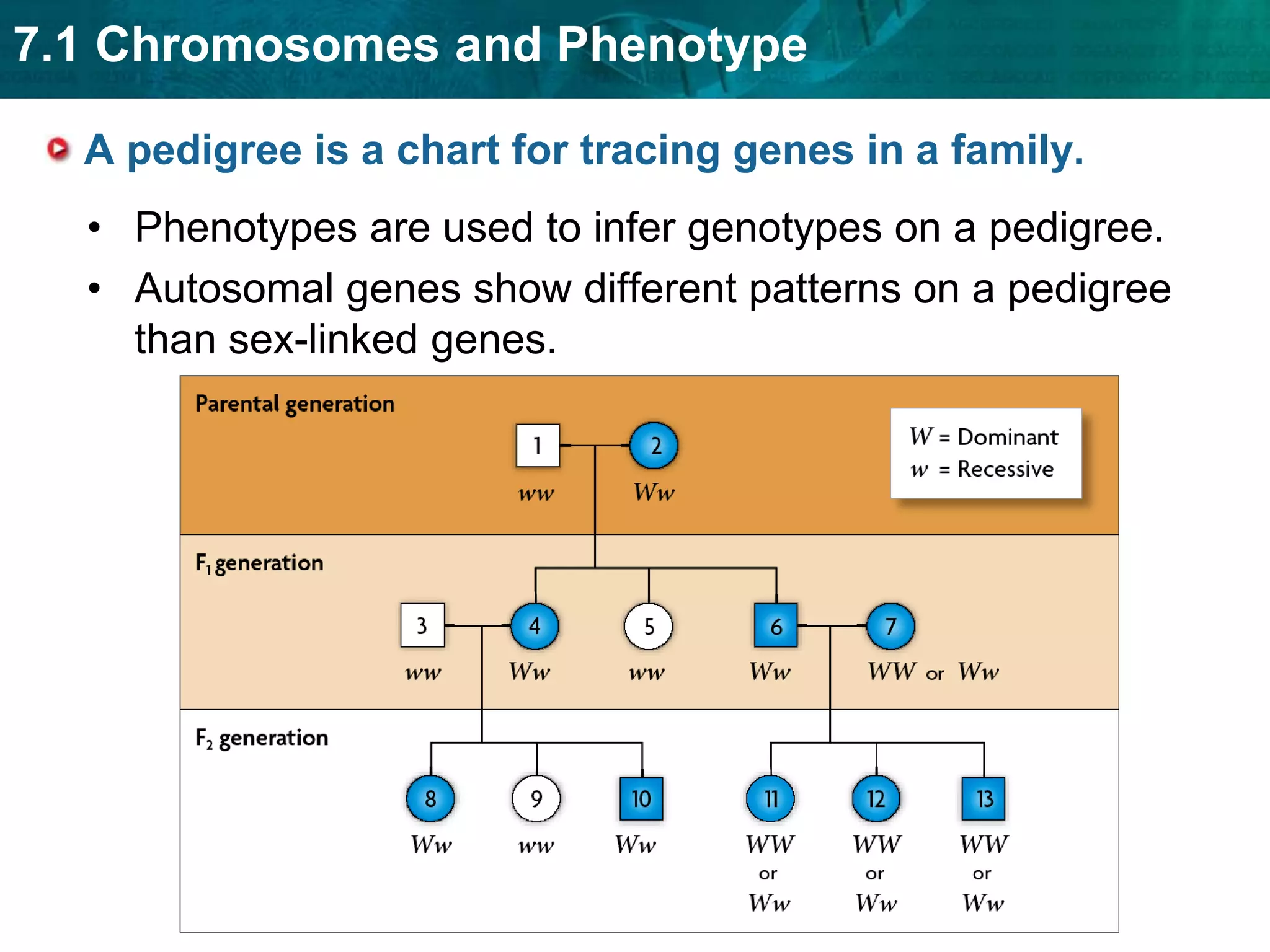gene B and gene C cross over 12.5 percent of the time