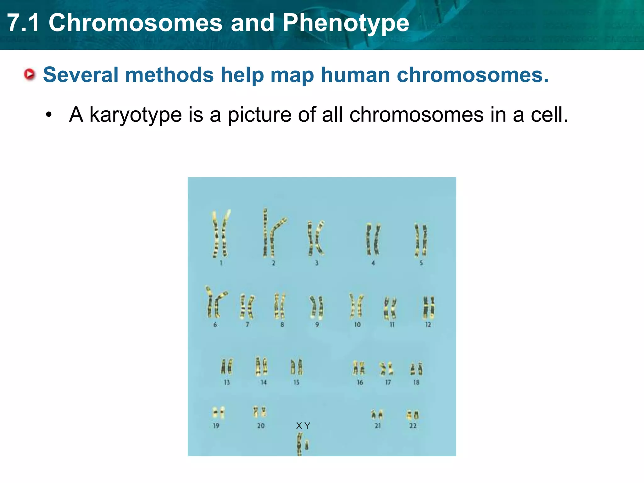 Human genetics follows the patterns seen in other organisms. The basic principles of genetics are the same in all sexually reproducing organisms.Inheritance of many humantraits is complex.Single-gene traits areimportant in understandinghuman genetics. 