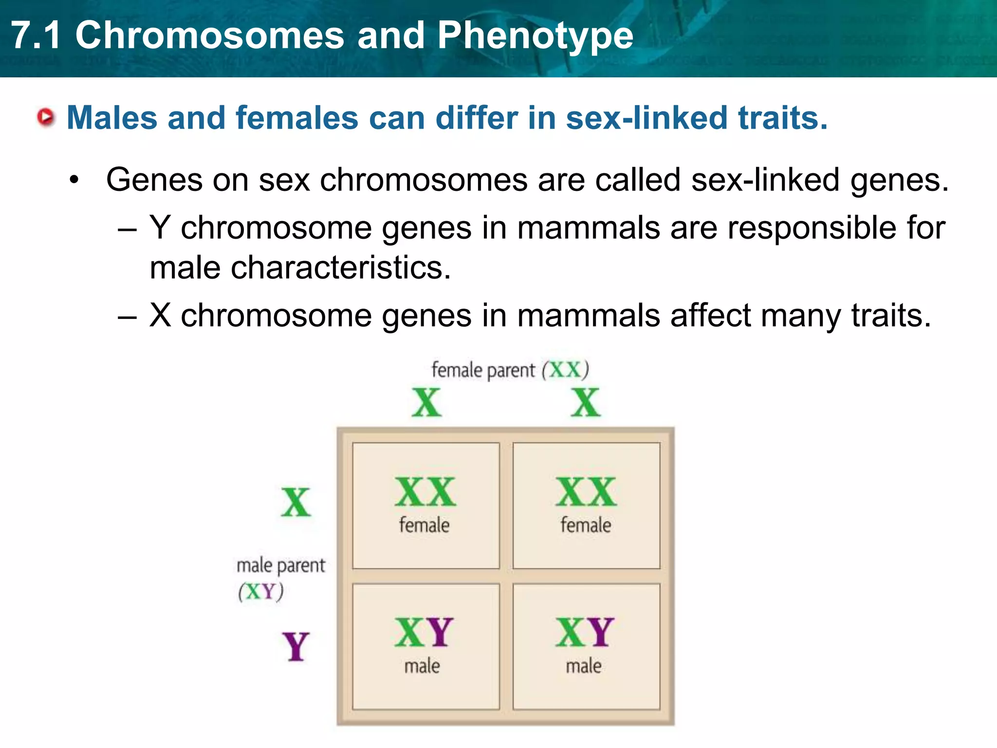 Disorders caused by dominant alleles are uncommon.Males and females can differ in sex-linked traits.    Genes on sex chromosomes are called sex-linked genes. Y chromosome genes in mammals are responsible for male characteristics.X chromosome genes in mammals affect many traits.