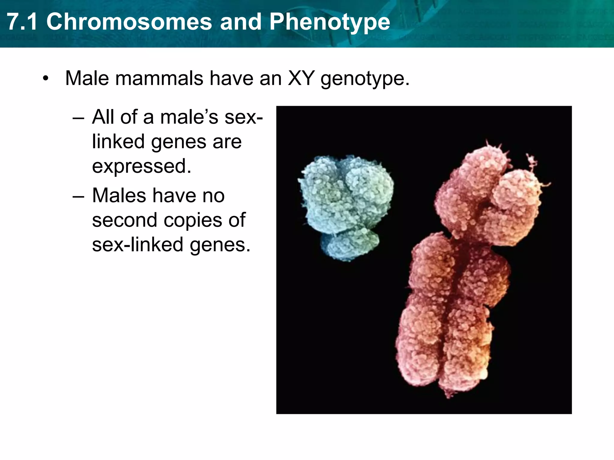 Male mammals have an XY genotype.