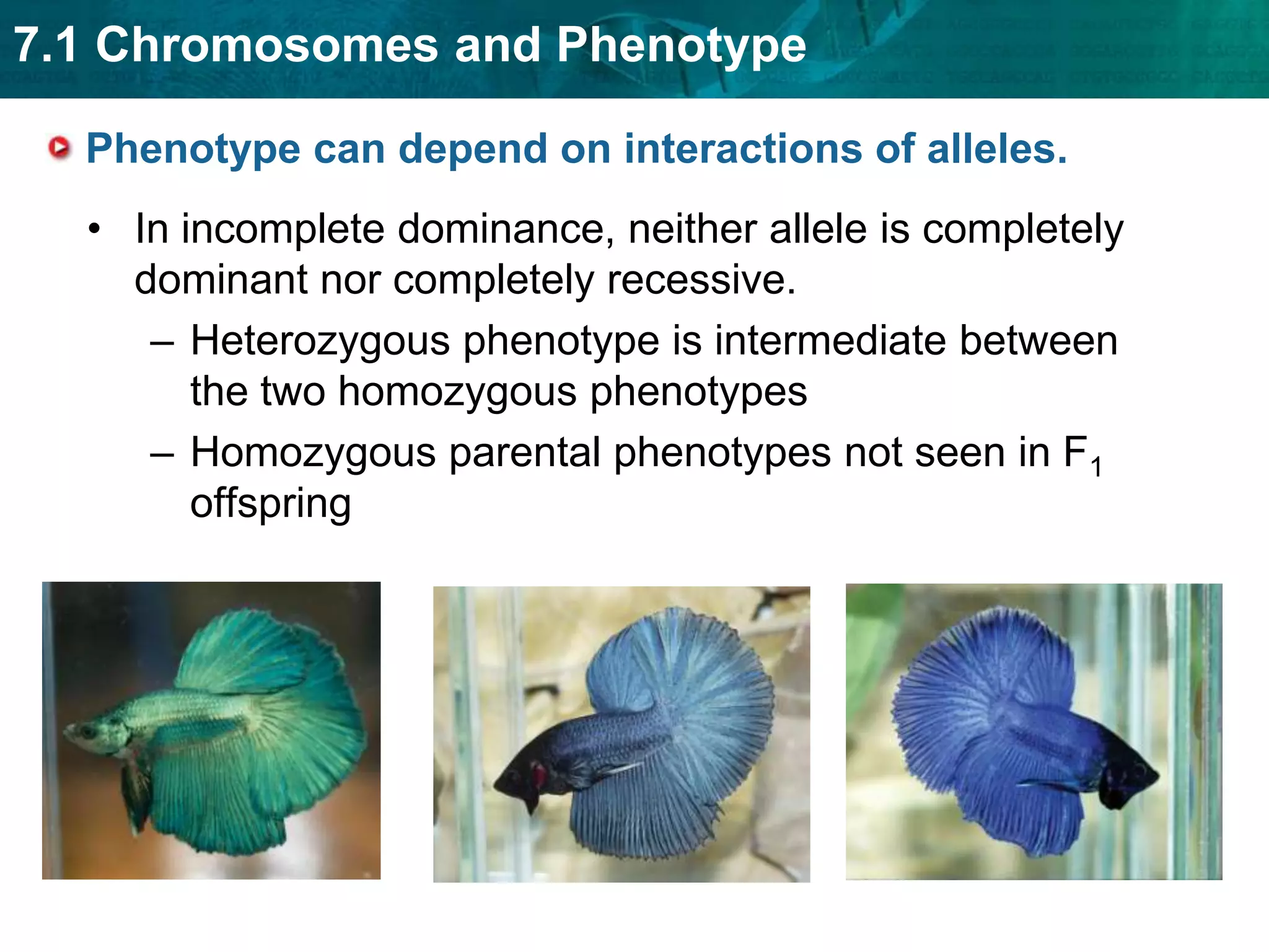 Expression of sex-linked genes is similar to autosomal genes in females.