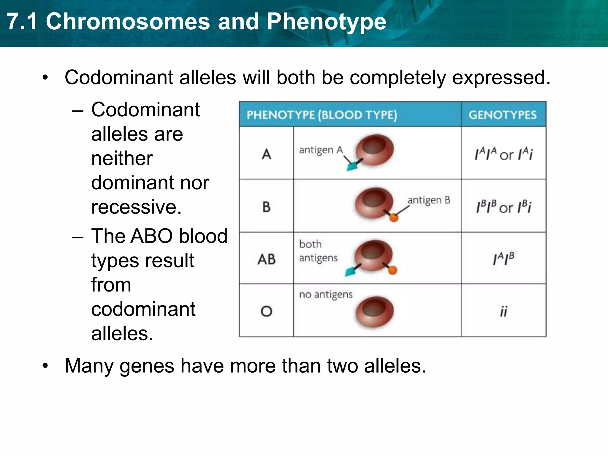 X chromosome inactivation randomly “turns off” one X chromosome. KEY CONCEPT Phenotype is affected by many different factors.