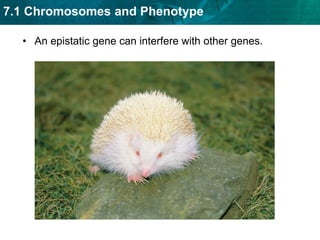 Codominant alleles will both be completely expressed.Codominant alleles are neither dominant nor recessive.