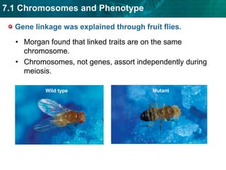 An epistatic gene can interfere with other genes.The environment interacts with genotype.  Phenotype is a combination   of genotype and   environment.
