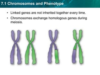  The sex of sea turtles   depends on both genes   and the environment