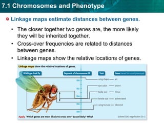  Height is an example of a   phenotype strongly affected   by the environment.KEY CONCEPT Genes can be mapped to specific locations on chromosomes.