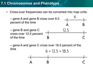 MutantWild typeGene linkage was explained through fruit flies. Morgan found that linked traits are on the same chromosome.Chromosomes, not genes, assort independently during meiosis.