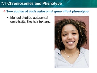 Two copies of each autosomal gene affect phenotype.Mendel studied autosomal gene traits, like hair texture. 
