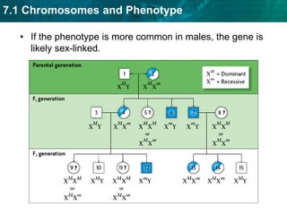 gene A and gene C cross over 18.5 percent of the timeKEY CONCEPT A combination of methods is used to study human genetics.