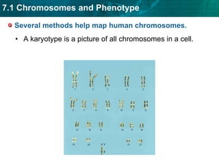 Human genetics follows the patterns seen in other organisms. The basic principles of genetics are the same in all sexually reproducing organisms.Inheritance of many humantraits is complex.Single-gene traits areimportant in understandinghuman genetics. 