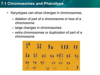 YXFemales can carry sex-linked genetic disorders. Males (XY) express all of their sex linked genes.Expression of the disorder depends on which parent carries the allele and the sex of the child.