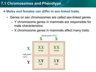 Disorders caused by dominant alleles are uncommon.Males and females can differ in sex-linked traits.    Genes on sex chromosomes are called sex-linked genes. Y chromosome genes in mammals are responsible for male characteristics.X chromosome genes in mammals affect many traits.