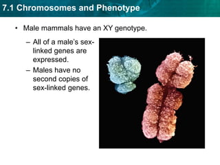 Male mammals have an XY genotype.