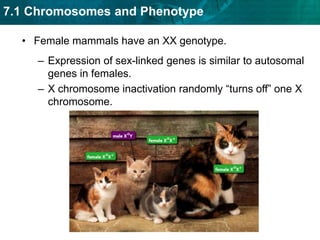All of a male’s sex-linked genes are expressed.