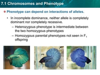 Expression of sex-linked genes is similar to autosomal genes in females.