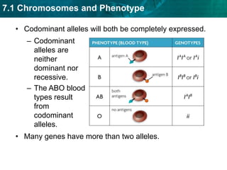 X chromosome inactivation randomly “turns off” one X chromosome. KEY CONCEPT Phenotype is affected by many different factors.