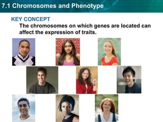 KEY CONCEPT The chromosomes on which genes are located can affect the expression of traits. 