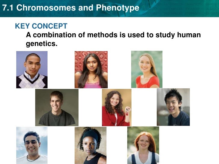 Unit 7 Chromosomes And Phenotype