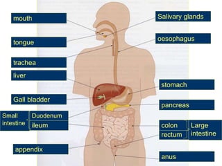 Salivary glands
stomach
trachea
tongue
mouth
anus
rectum
colon
pancreas
Large
intestine
appendix
Small
intestine ileum
Duodenum
Gall bladder
liver
oesophagus
 