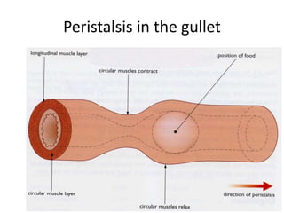 Peristalsis in the gullet
 