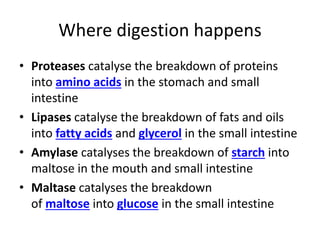 Where digestion happens
• Proteases catalyse the breakdown of proteins
into amino acids in the stomach and small
intestine
• Lipases catalyse the breakdown of fats and oils
into fatty acids and glycerol in the small intestine
• Amylase catalyses the breakdown of starch into
maltose in the mouth and small intestine
• Maltase catalyses the breakdown
of maltose into glucose in the small intestine
 