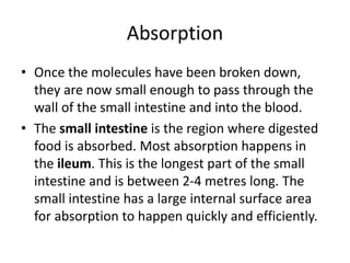 Absorption
• Once the molecules have been broken down,
they are now small enough to pass through the
wall of the small intestine and into the blood.
• The small intestine is the region where digested
food is absorbed. Most absorption happens in
the ileum. This is the longest part of the small
intestine and is between 2-4 metres long. The
small intestine has a large internal surface area
for absorption to happen quickly and efficiently.
 