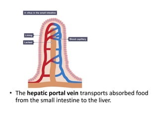 • The hepatic portal vein transports absorbed food
from the small intestine to the liver.
 