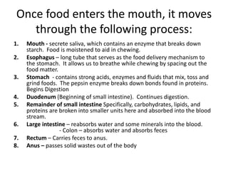 Once food enters the mouth, it moves
through the following process:
1. Mouth - secrete saliva, which contains an enzyme that breaks down
starch. Food is moistened to aid in chewing.
2. Esophagus – long tube that serves as the food delivery mechanism to
the stomach. It allows us to breathe while chewing by spacing out the
food matter.
3. Stomach - contains strong acids, enzymes and fluids that mix, toss and
grind foods. The pepsin enzyme breaks down bonds found in proteins.
Begins Digestion
4. Duodenum (Beginning of small intestine). Continues digestion.
5. Remainder of small intestine Specifically, carbohydrates, lipids, and
proteins are broken into smaller units here and absorbed into the blood
stream.
6. Large intestine – reabsorbs water and some minerals into the blood.
- Colon – absorbs water and absorbs feces
7. Rectum – Carries feces to anus.
8. Anus – passes solid wastes out of the body
 