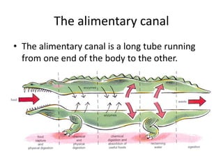 The alimentary canal
• The alimentary canal is a long tube running
from one end of the body to the other.
 