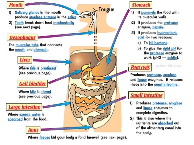unit 7 digestion