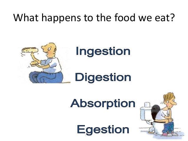 Unit 7 digestion