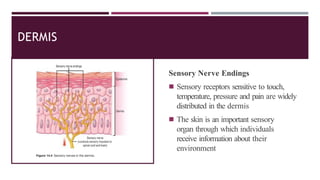 DERMIS
Sensory Nerve Endings
◾ Sensory receptors sensitive to touch,
temperature, pressure and pain are widely
distributed in the dermis
◾ The skin is an important sensory
organ through which individuals
receive information about their
environment
 