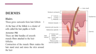 DERMIS
s
Hairs
These grow outwards from hair follicle
At the base of the follicle is a cluster of
cells called the hair papilla or bulb
Arrector Pili
These are little bundles of smooth
muscle fibers attached to the hair
follicles.
Contraction of the muscle fibers makes the
hair stand erect and raises the skin around
the hair
 