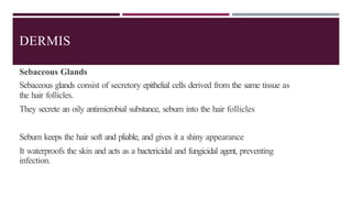 DERMIS
Sebaceous Glands
Sebaceous glands consist of secretory epithelial cells derived from the same tissue as
the hair follicles.
They secrete an oily antimicrobial substance, sebum into the hair follicles
Sebum keeps the hair soft and pliable, and gives it a shiny appearance
It waterproofs the skin and acts as a bactericidal and fungicidal agent, preventing
infection.
 
