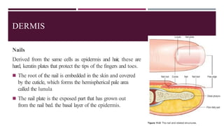 DERMIS
Nails
Derived from the same cells as epidermis and hair, these are
hard, keratin plates that protect the tips of the fingers and toes.
◾ The root of the nail is embedded in the skin and covered
by the cuticle, which forms the hemispherical pale area
called the lunula
◾ The nail plate is the exposed part that has grown out
from the nail bed. the basal layer of the epidermis.
 