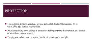 PROTECTION
◾ The epidermis contains specialized immune cells called dendritic (Langerhans) cells,
which are a type of fixed macrophage
◾ Abundant sensory nerve endings in the dermis enable perception, discrimination and location
of internal and external stimuli
◾ The pigment melanin protects against harmful ultraviolet rays in sunlight
 
