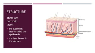 STRUCTURE
There are
two main
layers:
◾ the superficial
layer is called the
epidermis
◾ the layer below is
the dermis
 