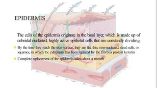 EPIDERMIS
The cells of the epidermis originate in the basal layer, which is made up of
cuboidal nucleated, highly active epithelial cells that are constantly dividing
◾ By the time they reach the skin surface, they are flat, thin, non-nucleated, dead cells, or
squames, in which the cytoplasm has been replaced by the fibrous protein keratin
◾ Complete replacement of the epidermis takes about a month
 