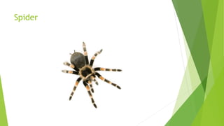Spider
 