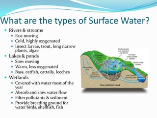 What are the types of Surface Water?
 Rivers & streams
 Fast moving
 Cold, highly oxygenated
 Insect larvae, trout, long narrow
plants, algae
 Lakes & ponds
 Slow moving
 Warm, less oxygenated
 Bass, catfish, cattails, leeches
 Wetlands
 Covered with water most of the
year
 Absorb and slow water flow
 Filter pollutants & sediment
 Provide breeding ground for
water birds, shellfish, fish
 