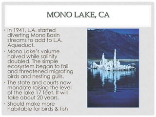 MONO LAKE, CA
• In 1941, L.A. started
diverting Mono Basin
streams to add to L.A.
Aqueduct.
• Mono Lake’s volume
halved while salinity
doubled. The simple
ecosystem began to fail
and threatened migrating
birds and nesting gulls.
• The state and courts now
mandate raising the level
of the lake 17 feet. It will
take about 20 years.
• Should make more
habitable for birds & fish
 