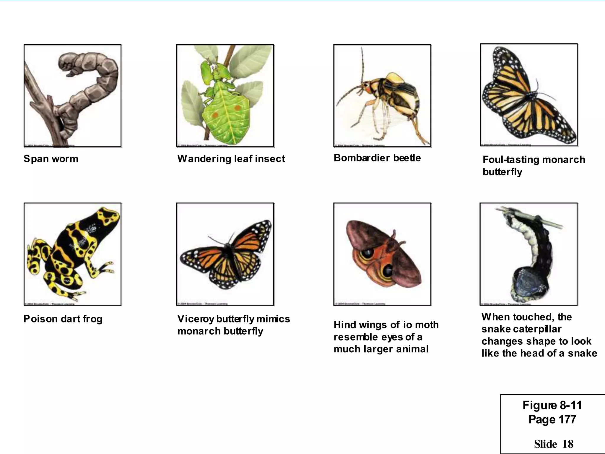 Span worm          Wandering leaf insect      Bombardier beetle       Foul-tasting monarch
                                                                      butterfly




Poison dart frog   Viceroy butterfly mimics                           When touched, the
                                              Hind wings of io moth   snake caterpillar
                   monarch butterfly
                                              resemble eyes of a      changes shape to look
                                              much larger animal      like the head of a snake




                                                                              Figure 8-11
                                                                               Page 177

                                                                                Slide 18
 