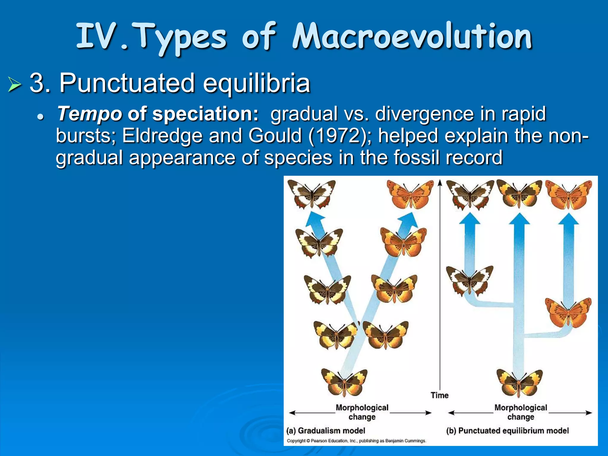 IV.Types of Macroevolution
 3.   Punctuated equilibria
      Tempo of speciation: gradual vs. divergence in rapid
       bursts; Eldredge and Gould (1972); helped explain the non-
       gradual appearance of species in the fossil record
 