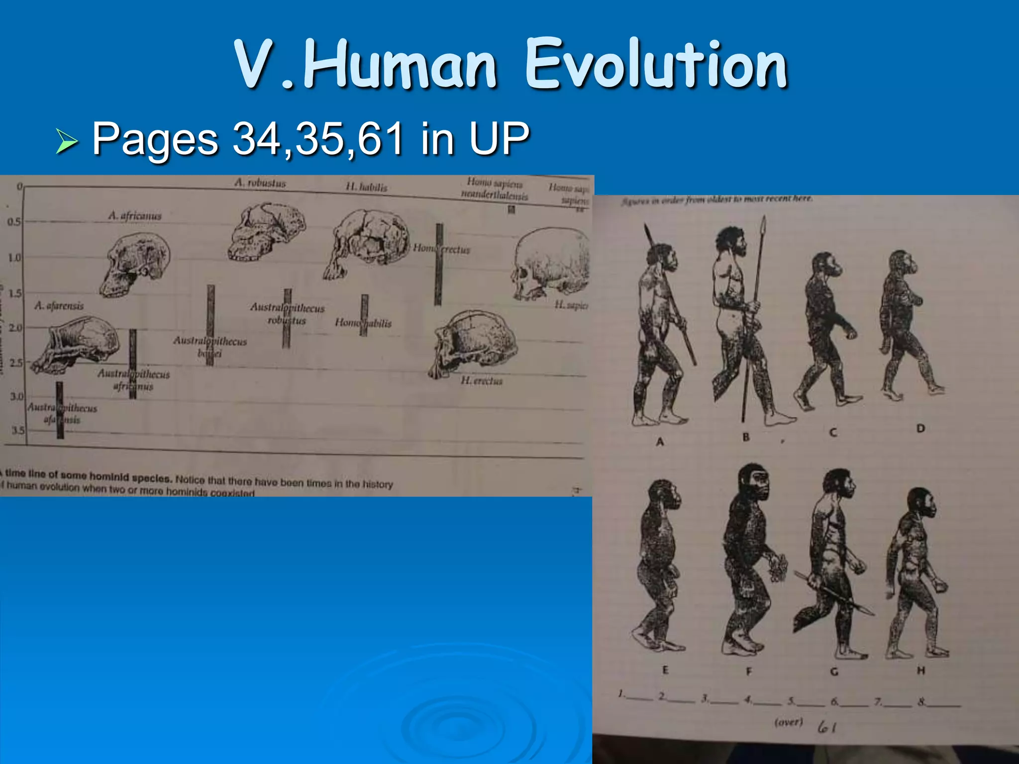 V.Human Evolution
 Pages   34,35,61 in UP
 