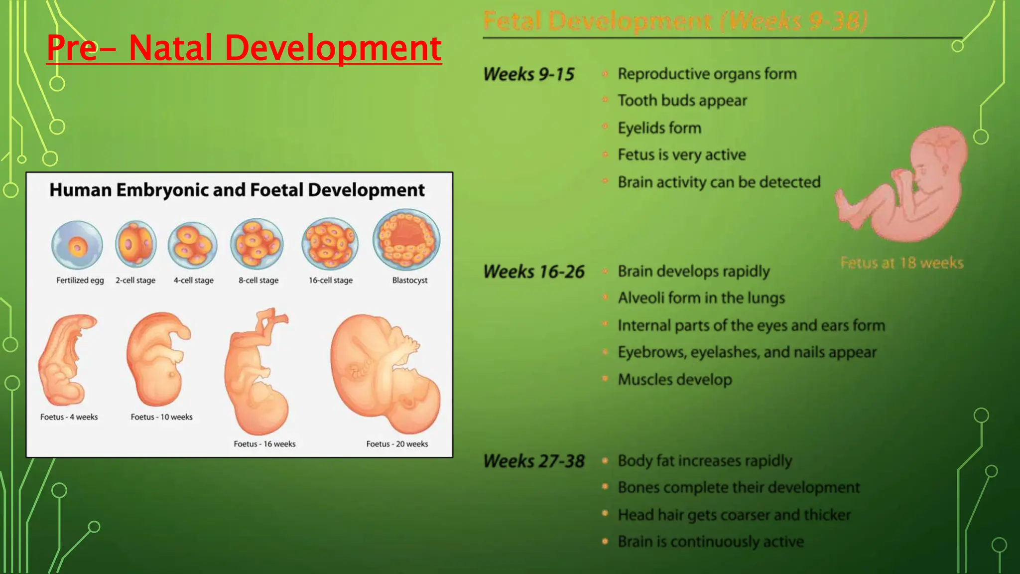 Pre- Natal Development
 