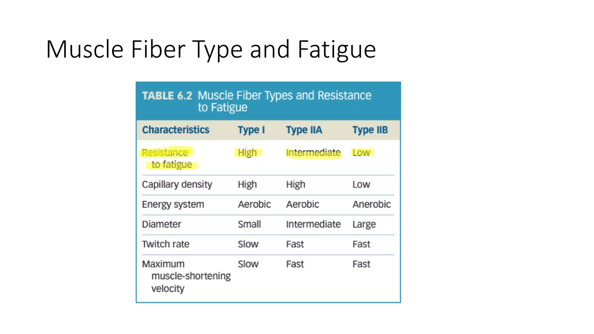 Muscle Fiber Type and Fatigue
 