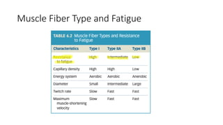 Muscle Fiber Type and Fatigue
 