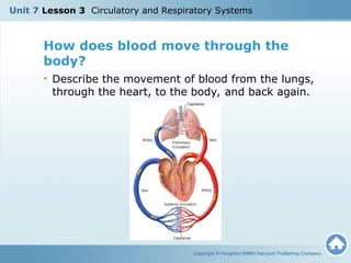 Unit 7 Lesson 3 Circulatory and Respitory.ppt
