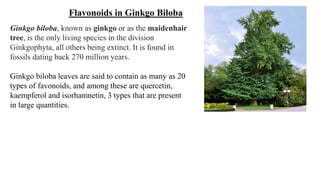 Flavonoids in Ginkgo Biloba
Ginkgo biloba, known as ginkgo or as the maidenhair
tree, is the only living species in the division
Ginkgophyta, all others being extinct. It is found in
fossils dating back 270 million years.
Ginkgo biloba leaves are said to contain as many as 20
types of favonoids, and among these are quercetin,
kaempferol and isorhamnetin, 3 types that are present
in large quantities.
 