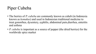 Piper Cubeba
• The berries of P. cubeba are commonly known as cubeb (in Indonesia
known as kemukus) and used in Indonesian traditional medicine to
treat gonorrhea, dysentery, syphilis, abdominal pain,diarrhea, enteritis
and asthma
• P. cubeba is important as a source of pepper (the dried berries) for the
worldwide spice market
 